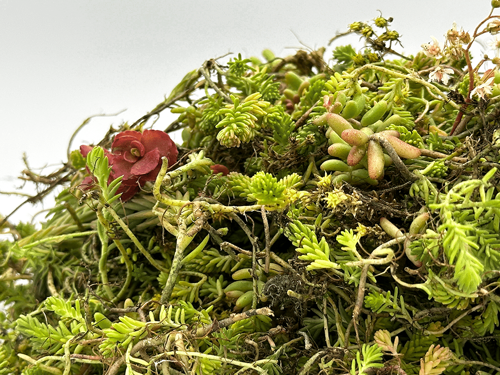 Sedum Stekjes 1kg